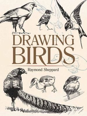 Drawing Birds (Sheppard Raymond)(Paperback)