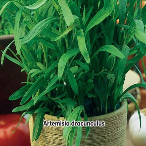 Pelyněk kozelec (Artemisia dracunculus ) - semena 0,2 g
