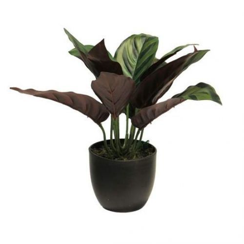 Calathea SUNSHINE hrnková umělá 25cm