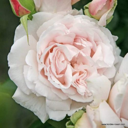 Růže Kordes Parfuma 'Constanze Mozart' 2L kontejner