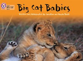 Big Cat Babies (Scott Jonathan)(Paperback)