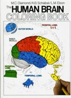 Human Brain Coloring Book (Diamond Marian C.)(Paperback)
