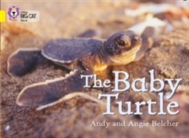 Baby Turtle - Band 03/Yellow (Belcher Andy)(Paperback)