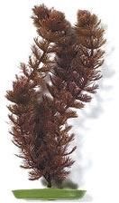 Rostlina Red Foxtail Plus 38cm