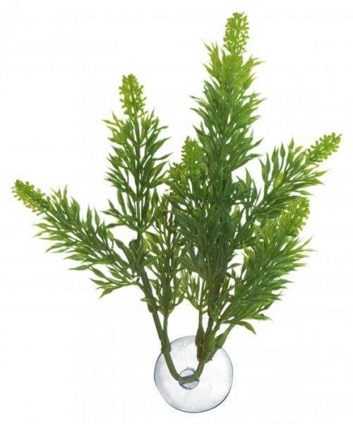 Zoo Med Rostlina akvarijní Betta Plant Salvia