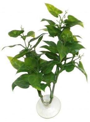 Zoo Med Rostlina akvarijní Betta Plant Philo