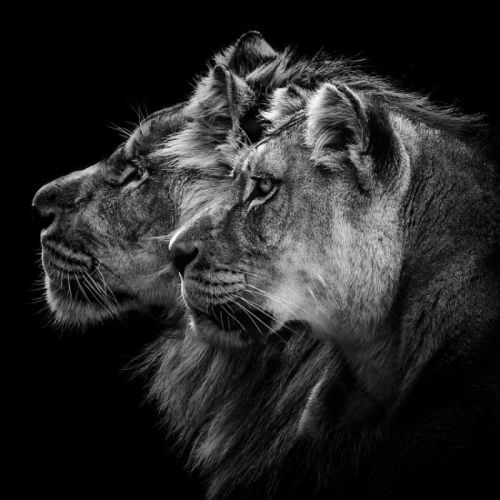 1X Umělecká fotografie  Lion and Lioness Portrait, Laurent Lothare Dambreville