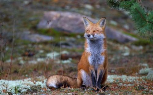 Jim Cumming Fotografie Fox Zen - Algonquin Park, Jim Cumming, (40 x 24.6 cm)