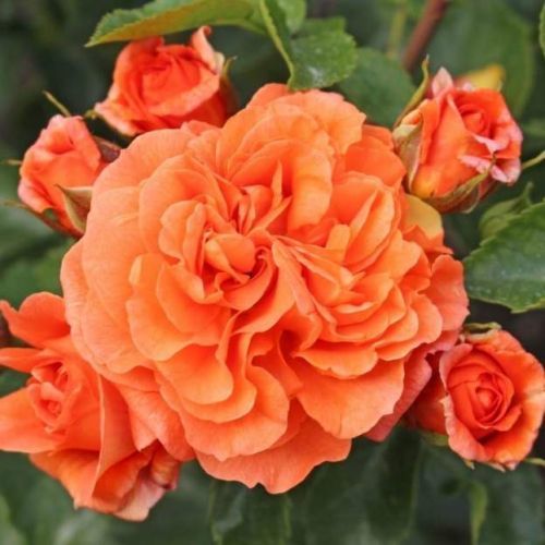 Růže Kordes 'Orangerie' 2L kontejner