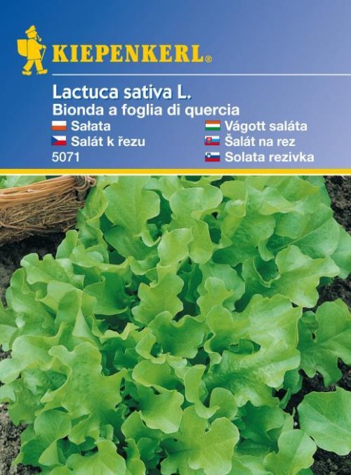 Salát k řezu Kraus – semena salátu