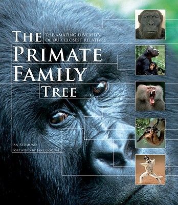The Primate Family Tree: The Amazing Diversity of Our Closest Relatives (Redmond Ian)(Paperback)