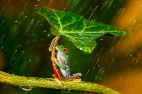 1X Umělecká fotografie Ohh Noo :( It's Raining, Kutub Uddin