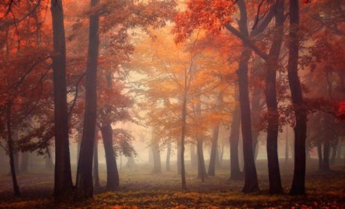 1X Umělecká fotografie Feel, Ildiko Neer