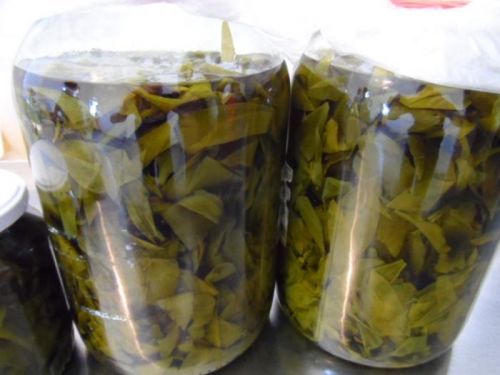 STEZA - Tinktura Česnek medvědí - FORTE 50 ml.