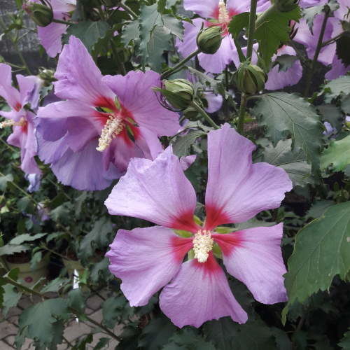 Ibišek syrský 'Big Hibiskiss' 6 litrů