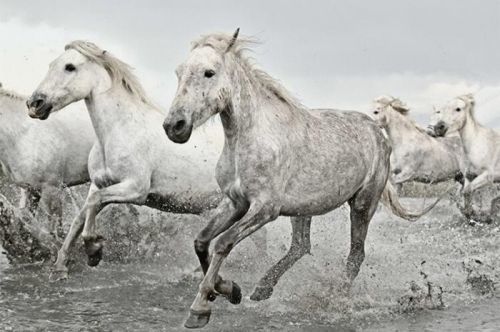 GRUPO ERIK Plakát, Obraz - White Horses, (61 x 91,5 cm)