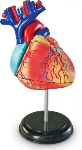 Montessori pomůcky Anatomický model srdce