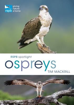 RSPB Spotlight Osprey (Mackrill Tim (Author))(Paperback / softback)