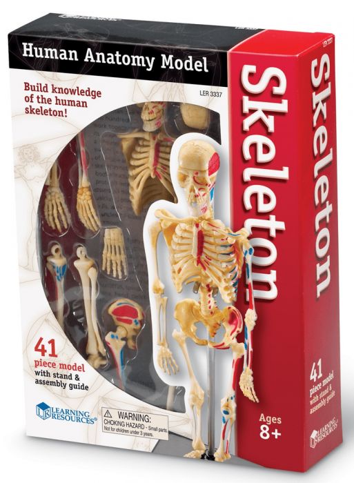 Learning Resources Anatomický model lidské kostry