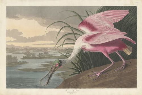 John James (after) Audubon Obraz, Reprodukce - Roseate Spoonbill, 1836, John James (after) Audubon