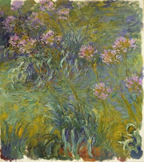 Claude Monet Obraz, Reprodukce - Agapanthus, 1914-26, Claude Monet