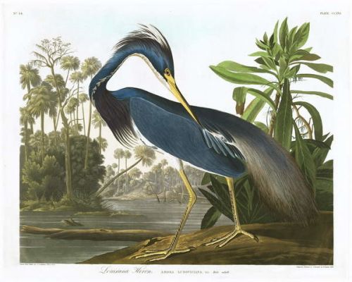 John James (after) Audubon Obraz, Reprodukce - Louisiana Heron, 1834, John James (after) Audubon