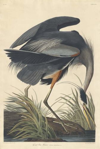 John James (after) Audubon Obraz, Reprodukce - Great blue Heron, 1834, John James (after) Audubon
