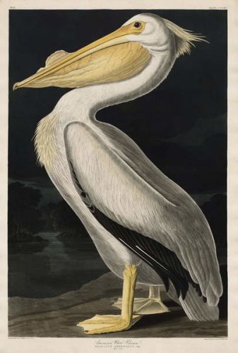 John James (after) Audubon Obraz, Reprodukce - American White Pelican, 1836, John James (after) Audubon