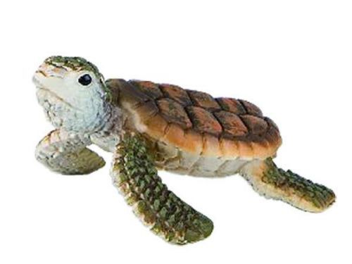 Mořská želva mládě