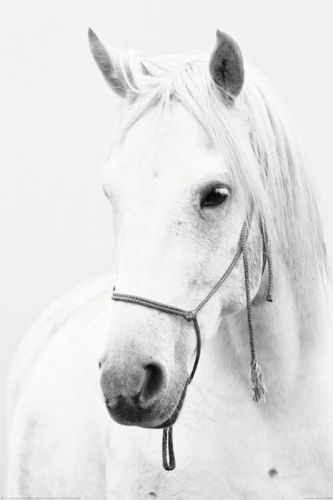 POSTERS Plakát, Obraz - Kůň - White Horse, (61 x 91,5 cm)