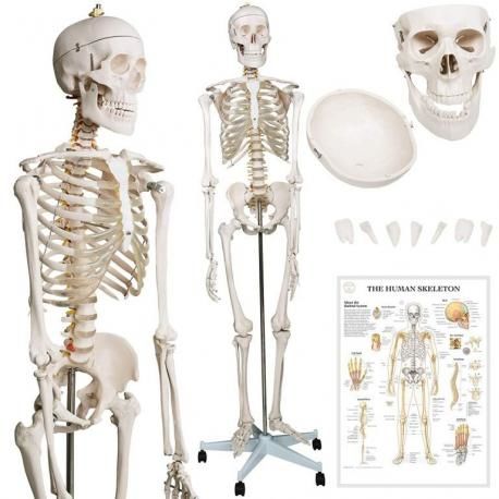 Kostra lidské anatomie 181,5 cm  JG74072