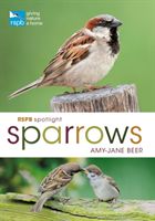 RSPB Spotlight Sparrows (Beer Amy-Jane)(Paperback / softback)