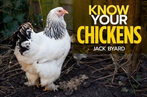 Know Your Chickens (Byad Jack)(Paperback / softback)