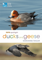 RSPB Spotlight Ducks and Geese (Taylor Marianne)(Paperback / softback)