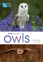 RSPB Spotlight Owls (Taylor Marianne)(Paperback / softback)