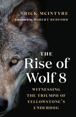 The Rise of Wolf 8: Witnessing the Triumph of Yellowstone's Underdog (McIntyre Rick)(Paperback)