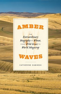 Amber Waves: The Extraordinary Biography of Wheat, from Wild Grass to World Megacrop (Zabinski Catherine)(Pevná vazba)