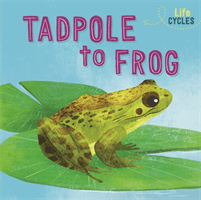 Life Cycles: From Tadpole to Frog (Tonkin Rachel)(Paperback / softback)
