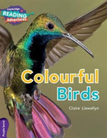 Colourful Birds Purple Band (Llewellyn Claire)(Paperback / softback)