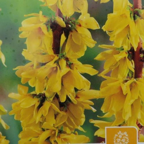 Zlatice prostřední 'Mikador' květináč 7,5 litru