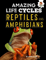 Reptiles and Amphibians - Amazing Life Cycles (Allan John)(Pevná vazba)